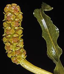 Image result for Potamogeton richardii