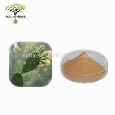 Once you get past their thorny exteriors, you find a soft, fleshy, and both the pads and the fruit of the prickly pear cactus are edible. Experience The Healing Power Of Prickly Pear Alibaba Com