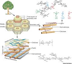 Cell division is also characterized by the development of a phragmoplast for the construction of a cell plate in the late stages of cytokinesis. Advances In Imaging Plant Cell Walls Trends In Plant Science