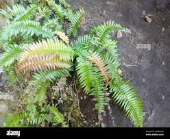 Image result for Blechnum punctulatum