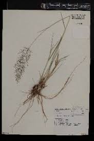 Image result for Eragrostis cylindriflora