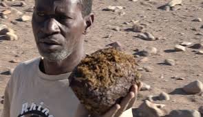 Explore with Sven: Saving the black rhino in Namibia