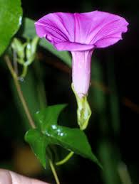 Image result for Ipomoea violacea