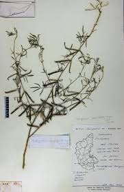 Image result for Indigastrum parviflorum