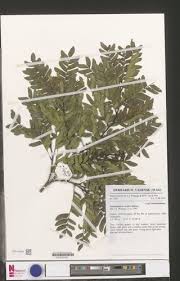 Image result for Scorodophloeus