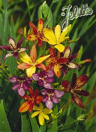Great selection of top quality lily bulbs + free shipping. Pardancanda Norrisii Dazzler Portion S Lily Seeds Planting Bulbs Plants