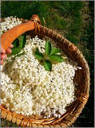 .il mio blog nasce per caso come quaderno di sfogo personale, oltre che di appunti di ricette e tentativi vari. Composta Di Mele E Fiori Di Sambuco Panelibrienuvole