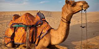 Camels rating use for checking the bank's overall performance and conditions. Do Not Be A Camel Manager