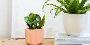 But you'll need plenty of space. 12 Best Low Light Plants Low Light Indoor And Outdoor Houseplants