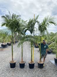 Image result for Archontophoenix cunninghamiana