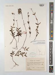 Image result for Dissotis glandulosa