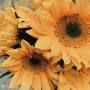 Profile Picture of Shirley Muzzy (shirleymuzzy5) - Profile - Pintereston Google