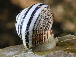 Image result for Polymixis polymita