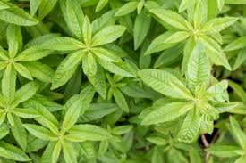 Image result for Aloysia citrodora