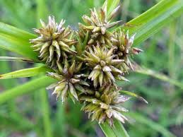 Image result for Cyperus cyperoides