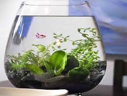Cari produk hiasan aquarium lainnya di tokopedia. 8 Bentuk Aquarium Hias Yang Populer Dijual Sekarang Ini