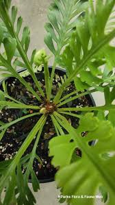 Image result for Asplenium linckii