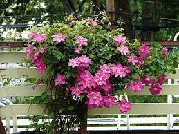 Try choosing species from this list of deer perennial flowers daisy (chrysanthemum maximum) bleeding heart (dicentra sp.) yarrow (achillea sp.) daylily (hemerocallis sp.) 6 Deer Resistant Vines For Fall Planting Recommended Tips Climbing Flowers Fall Plants Clematis