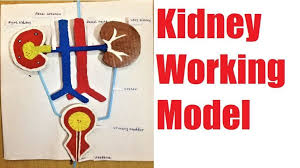 Kidney Working Model For School Science Exhibition Project Science Models Science Exhibition Projects School Science Projects