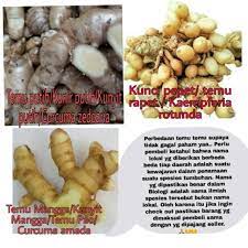 Bukan cuma kunyit biasa yang berwarna kuning, ternyata kunyit putih atau zedoary (curcuma zedoaria) pun tidak kalah populer. Kunir Putih Kunyit Putih Temu Putih Curcuma Zedoaria 1 4 Kg Shopee Indonesia