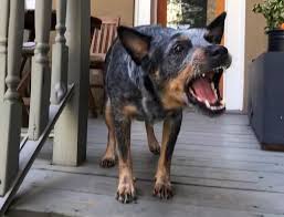 Who doesn't want to know their dog's human age? Australian Cattle Dog Breed Information Guide Quirks Pictures Personality Facts Barkpost