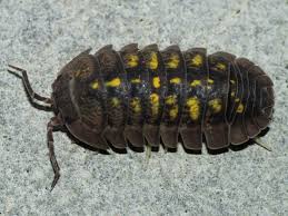 Fun Fact Although Pillbugs And Sowbugs Live On Land They Re Actually Crustaceans And They Ve Been Very Successful There Are About Merveilles De La Nature