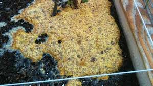 Slime mold or slime mould is an informal name given to several kinds of unrelated eukaryotic organisms that can live freely as single cells, but can you can increase the length of time in the soak gradually. Slime Mold Showing Up In Louisiana Gardens