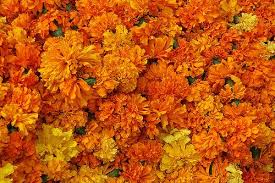 Marigold Flowers Genda Phool Marigold Flower Birthday Month Flowers October Flowers