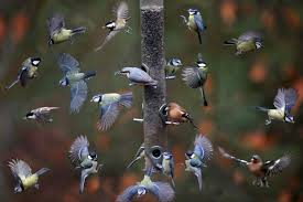 Pictures Of The Day 31 January 2016 Bird Watching Birds Pet Birds