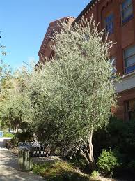 Olea europaea swan hill olive tree. Find Trees Learn University Of Arizona Campus Arboretum