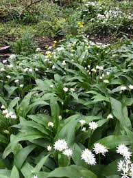 Image result for Allium ursinum