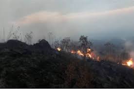 Jika kamu berkunjung ke kawasan hutan yang masih asri dan terawat dengan baik, jangan lupa untuk membawa kamera ya. 50 Hektare Hutan Di Kawasan Gunung Ciremai Terbakar Okezone News