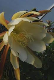 Image result for Monadenium crenatum