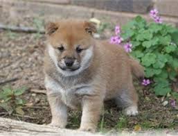 Bitcoin bitcoin exchange bitcoin price bitcoin wallet btc exchange btc to inr buy bitcoin buy crypto buy cryptocurrency buy ethereum buy litecoin(ltc). Amazing Shiba Inus For Sale Philippines Find New And Used Amazing Shiba Inus For Sale On Buyandsellph