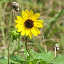 Image result for Oxyanthus biflorus