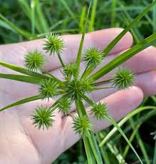 Image result for Cyperus karisimbiensis