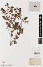 Image result for Indigofera drepanocarpa