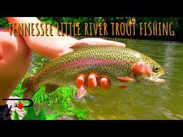 Pigeon Forge Trout Fishing Litetube