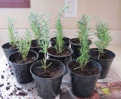 Image result for rosemary cuttings