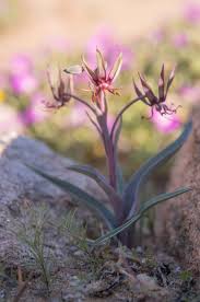 Image result for Ornithoglossum viride