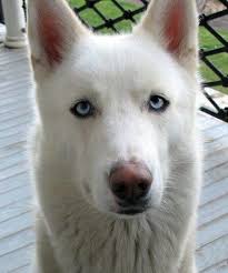 Shop.alwaysreview.com has been visited by 1m+ users in the past month German Shepherd Husky Mix Puppies With Blue Eyes Pets Lovers