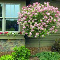 Most grow 15 to 25 feet tall. 34 Flowering Trees Zone 7 Ideas Flowering Trees Plants Garden Trees