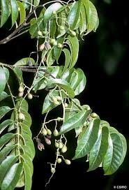 Image result for Toona