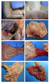 Ebola virus is the cause of a viral hemorrhagic fever disease. Pathogenesis Of Ebola Hemorrhagic Fever In Primate Models In Vivo And In Vitro Semantic Scholar