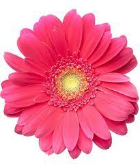 Gerbera Daisies Packaged Flowers Pink Gerbera Gerbera Daisy Gerbera