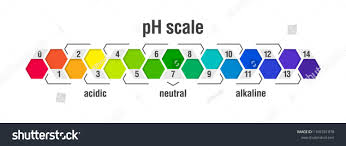 p h value scale chart acid alkaline stock vector royalty