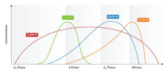 We did not find results for: Cyclin Dependent Kinase Complex Wikipedia