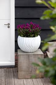 We did not find results for: Deep Purple Frontpage Purple Celosia