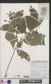 Image result for Thecacoris