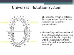 tooth numbering system